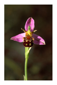  Bee Orchid