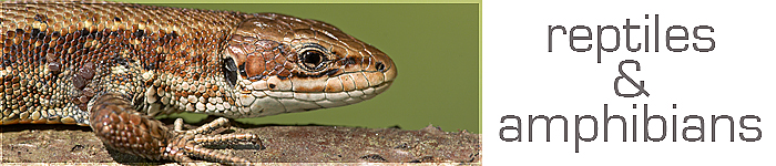 Reptile and Amphibian Photographs, including Snakes Lizard Newts by Nature Photographer Graham Ella